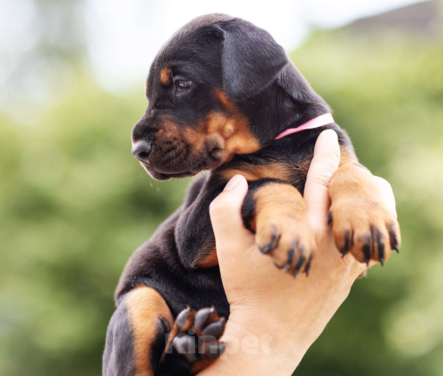 Собаки в Клине: Сука, розовая лента  Девочка, 110 000 руб. - фото 4