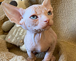 Кошки в Москве: Топовый котенок канадского сфинкса Мальчик, 35 000 руб. - фото 3