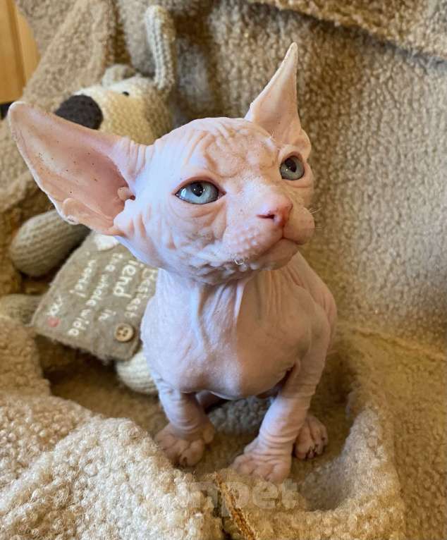 Кошки в Москве: Топовый котенок канадского сфинкса Мальчик, 35 000 руб. - фото 3