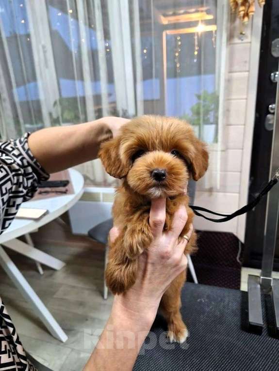 Собаки в Новосибирске: Щенки пуделя, мальтипу Разнополые, Бесплатно - фото 5