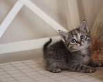 Кошки в Санкт-Петербурге: Маленький котёнок девочка  Девочка, Бесплатно - фото 1