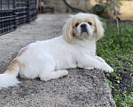 Собаки в Чебаркуле: Вязка пекинес, 1 руб. - фото 2