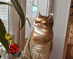 Кошки в Волгограде: Вязка британец золотая шиншилла, 2 000 руб. - фото 7
