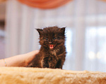 Кошки в Рязани: Сибирские котята, 15 000 руб. - фото 6