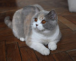 Кошки в Санкт-Петербурге: Молодая британская кошка  Девочка, 5 000 руб. - фото 1