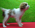 Собаки в Петрозаводске: Японский хин, бело-рыжая девочка Девочка, 60 000 руб. - фото 5