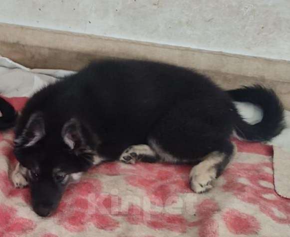 Собаки в Москве: Ищем дом щенкам метисикам Мальчик, Бесплатно - фото 1