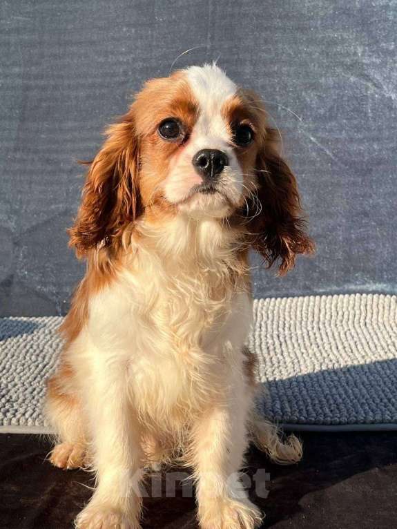 Собаки в Санкт-Петербурге: БЕСТ ИЛРЕАН КАСТОР Мальчик, 100 000 руб. - фото 5