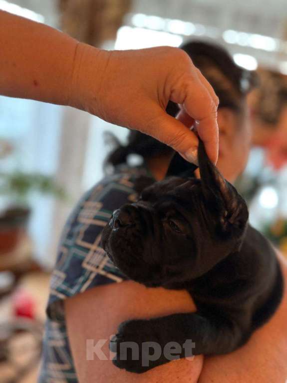 Собаки в Краснодаре: Щенки Кане Корсо питомник Девочка, Бесплатно - фото 3