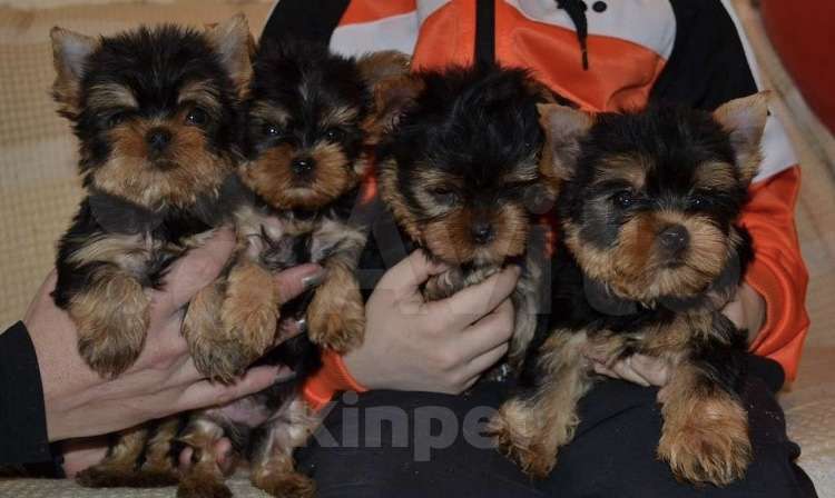 Собаки в Иркутске: Щенки йоркширского терьера Мальчик, 75 000 руб. - фото 5