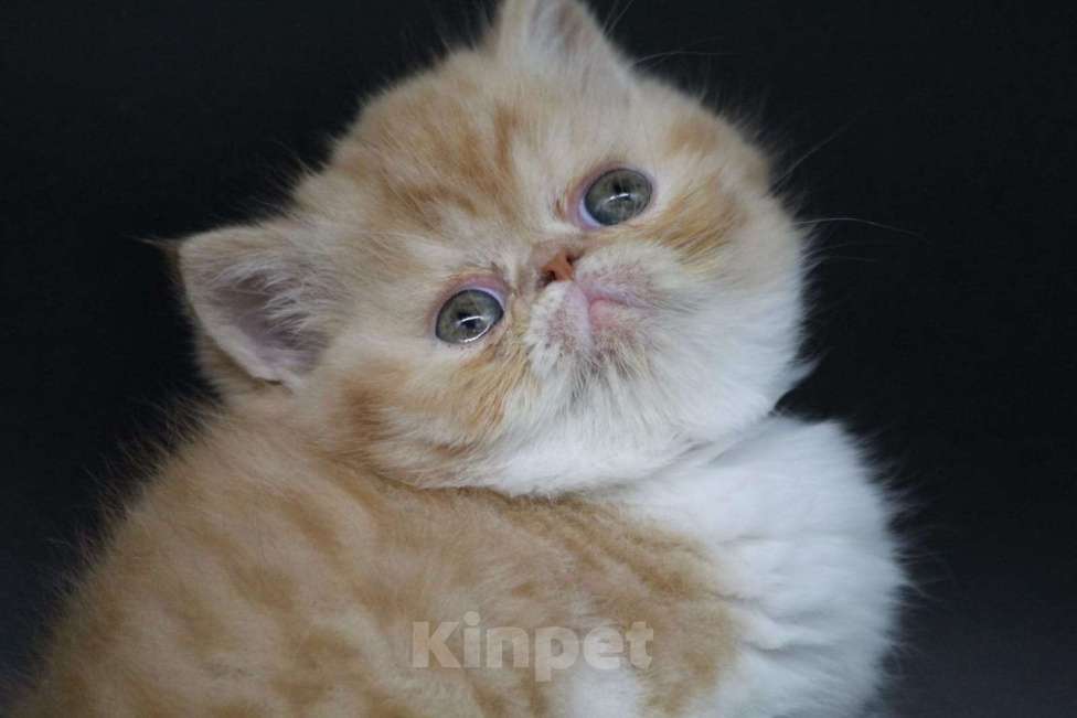 Кошки в Новокузнецке: Экзотические и персидские котята Девочка, Бесплатно - фото 6