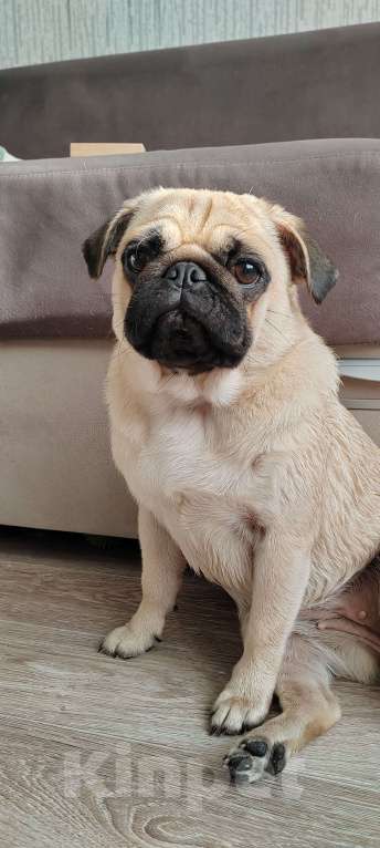 Собаки в Красноярске: Мопс девочка продажа  Девочка, 35 000 руб. - фото 4