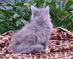 Кошки в Москве: Кошечка Варенька, 2 месяца, от домашней Сибирской кошки. Здоровье и отличная генетика. Девочка, 7 000 руб. - фото 3