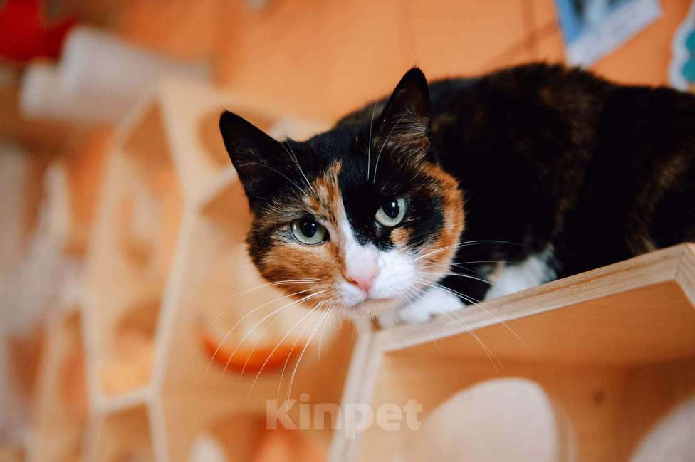 Кошки в других городах Московской области: Подарите Джули счастье Девочка, Бесплатно - фото 2