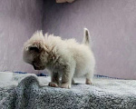 Кошки в Перми: Сибирский котенок Мальчик, Бесплатно - фото 5