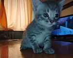 Кошки в Кемерово: Котята в добрые руки Девочка, Бесплатно - фото 5