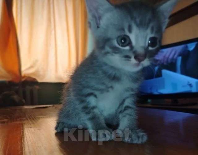 Кошки в Кемерово: Котята в добрые руки Девочка, Бесплатно - фото 5