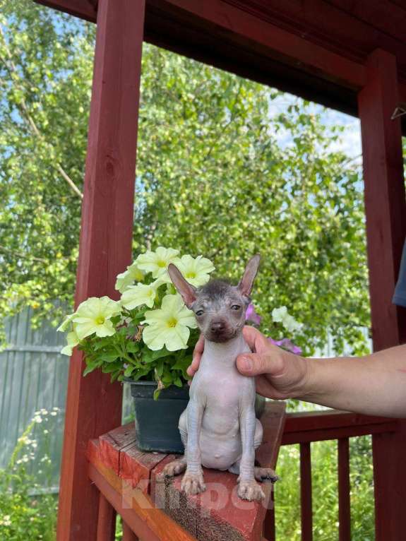 Собаки в Москве: Щенок ксолоитцкуинтли миниатюра, девочки  Девочка, 40 000 руб. - фото 2