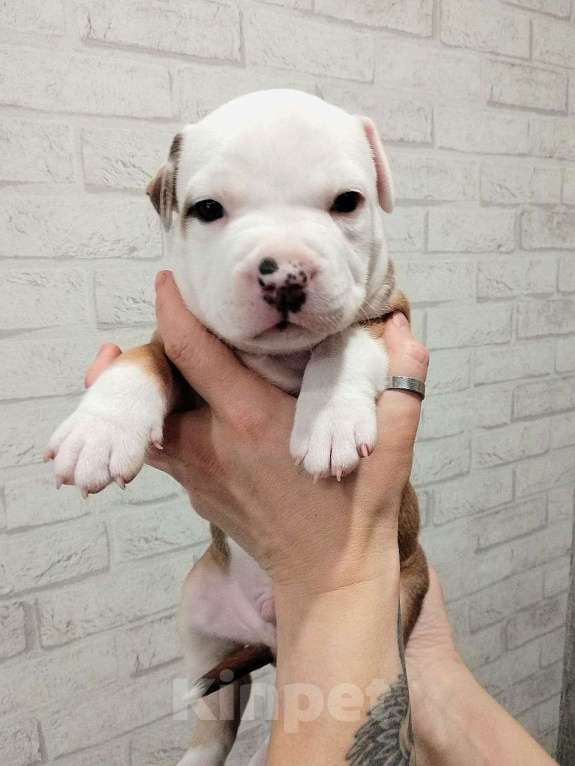 Собаки в Краснодаре: Американский стаффордширский терьер щенок  Мальчик, 80 000 руб. - фото 4
