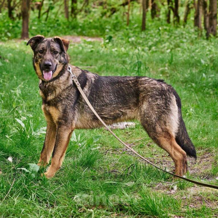 Собаки в Москве: Зита Девочка, Бесплатно - фото 4