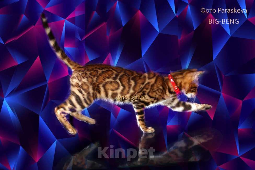 Кошки в Санкт-Петербурге: бенгальский мальчик Мальчик, 40 000 руб. - фото 1