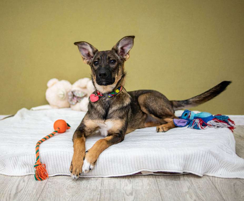 Собаки в Москве: Щенок в добрые руки бесплатно Москва Девочка, Бесплатно - фото 5