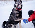Собаки в Химках: Молодой активный Пес Брамс ищет семью Мальчик, 1 руб. - фото 6