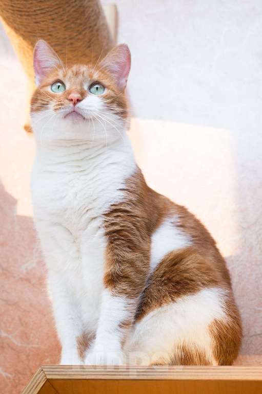 Кошки в Москве: Яркая нежная кошечка Гуля 3 года в приюте  Девочка, Бесплатно - фото 4