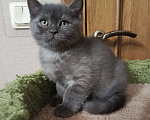 Кошки в Санкт-Петербурге: Крупный британский очаровательный малыш Мальчик, 15 000 руб. - фото 2