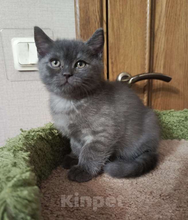 Кошки в Санкт-Петербурге: Крупный британский очаровательный малыш Мальчик, 15 000 руб. - фото 2