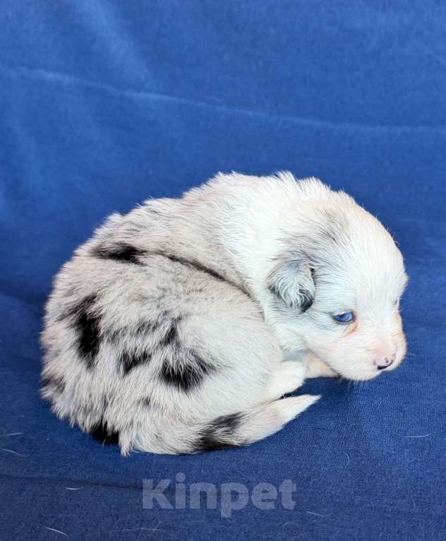 Собаки в других городах Новосибирской области: Щенки австралийской овчарки Девочка, Бесплатно - фото 3