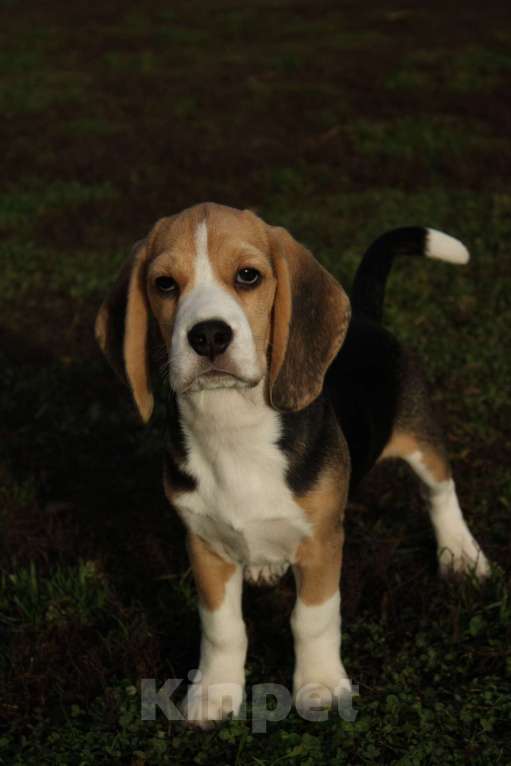 Собаки в Москве: Щенки Бигля  Мальчик, 70 000 руб. - фото 3