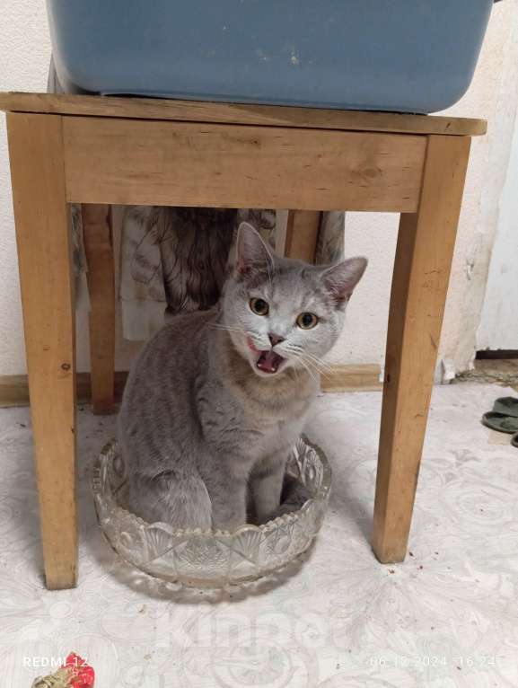 Кошки в Санкт-Петербурге: Отдам в добрые руки Девочка, Бесплатно - фото 2