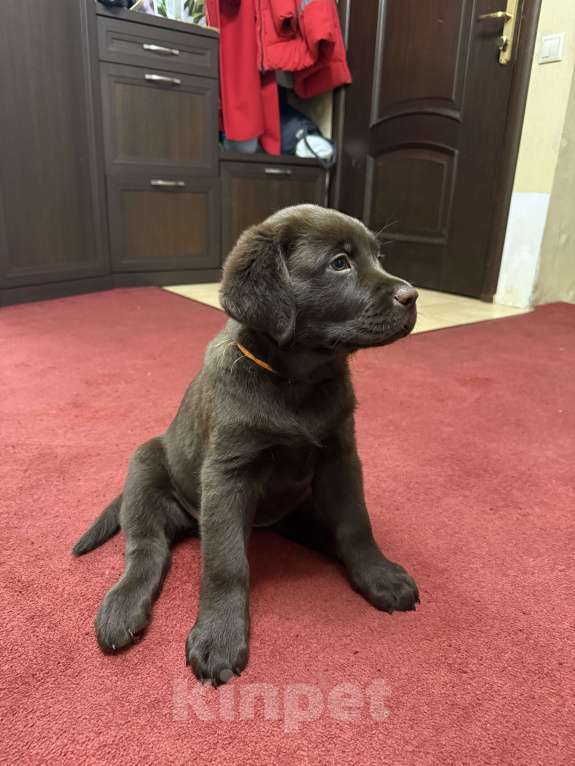 Собаки в Люберцах: Щенки Лабрадора -ретривера шоколадного окраса Девочка, 100 000 руб. - фото 7