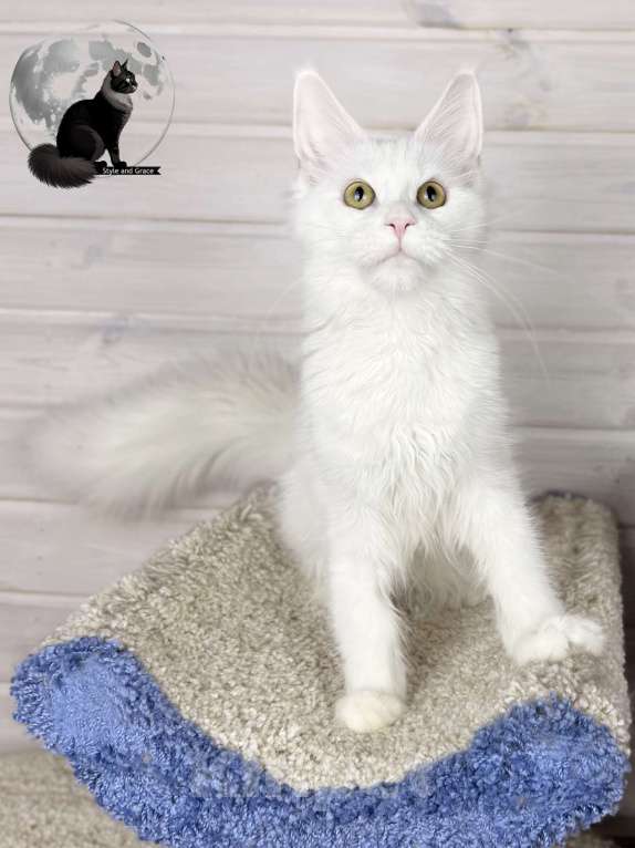 Кошки в других городах Московской области: 🤍Фиби🤍 Девочка, 40 000 руб. - фото 3