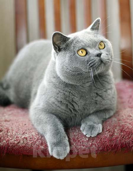 Кошки в Москве: Британский голубой шикарный кот. Мальчик, 60 000 руб. - фото 6