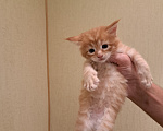 Кошки в Брянске: Котенок мейн-кун Мальчик, 8 000 руб. - фото 2