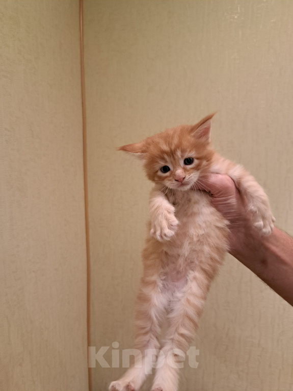 Кошки в Брянске: Котенок мейн-кун Мальчик, 8 000 руб. - фото 2
