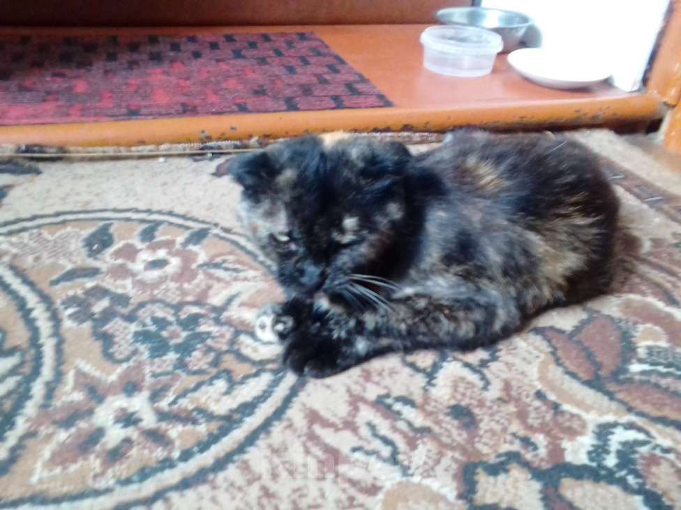 Кошки в Кондрово: продам кошку Девочка, 2 000 руб. - фото 5