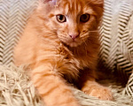 Кошки в Москве: Рыжий котенок Мальчик, 45 000 руб. - фото 1