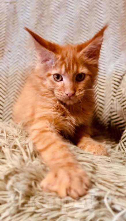 Кошки в Москве: Рыжий котенок Мальчик, 45 000 руб. - фото 1