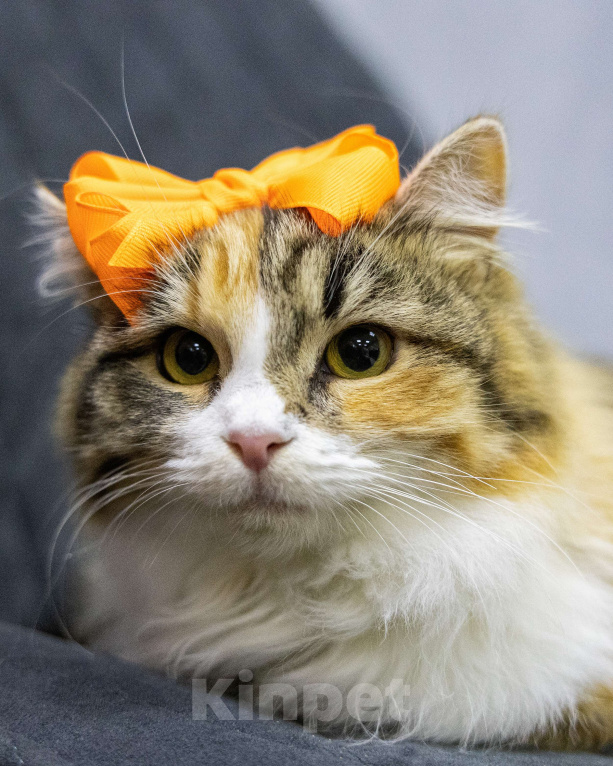 Кошки в Петрозаводске: Особенная Фудзи ищет дом  Девочка, Бесплатно - фото 4