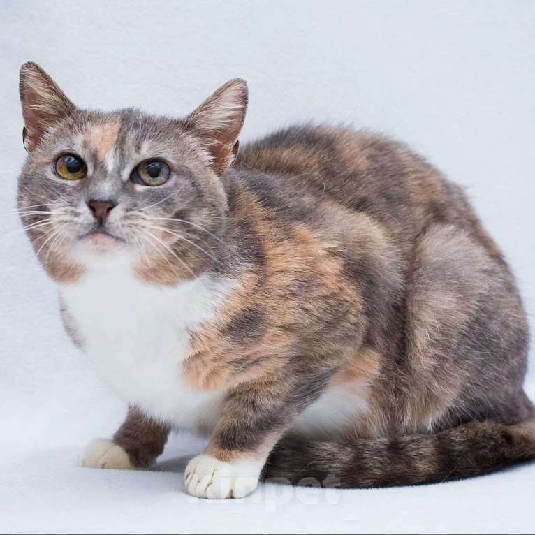 Кошки в Москве: Адель никто не замечает Девочка, Бесплатно - фото 3