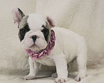 Собаки в Москве: Французский бульдог,щенок Девочка, 130 000 руб. - фото 5