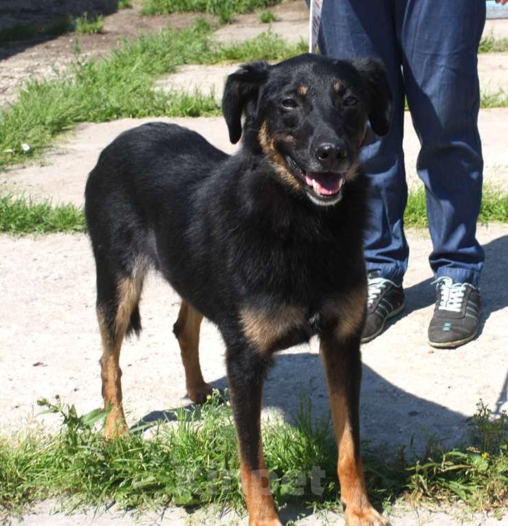Собаки в Москве: Ласковая, добрая собака Альма ждет своего родного ЧЕЛОВЕКА! Девочка, Бесплатно - фото 3