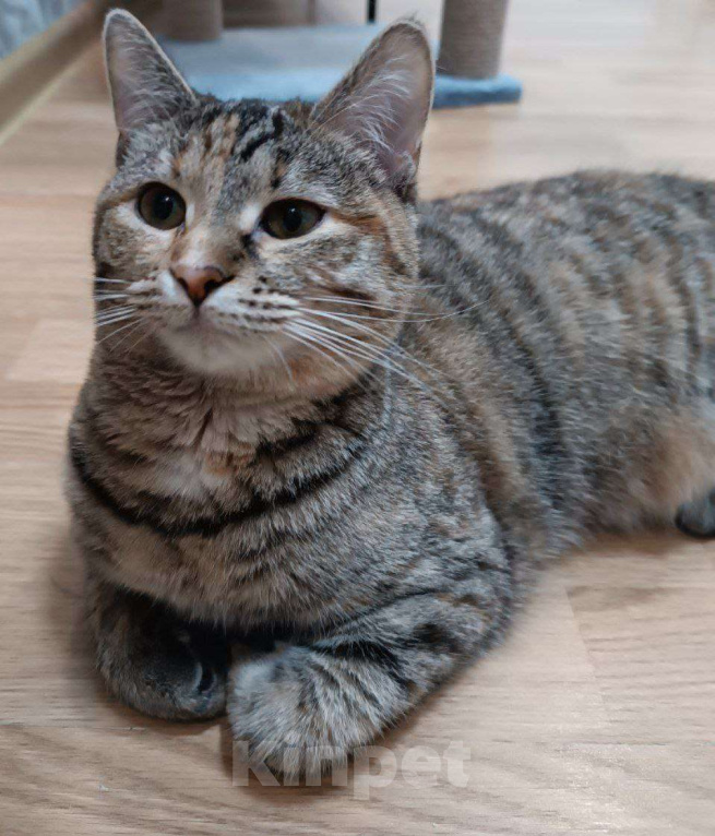 Кошки в Москве: Тоня с шелковой шубкой ищет дом Девочка, Бесплатно - фото 3