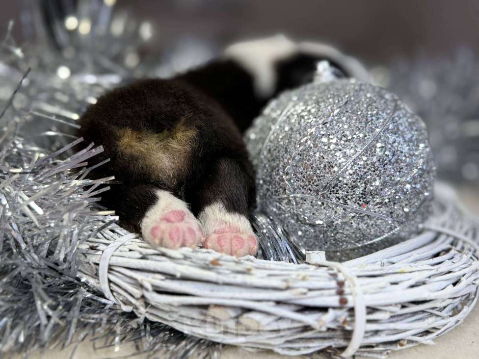 Собаки в других городах Московской области: Зеро, красивый триколор  Мальчик, 100 000 руб. - фото 2