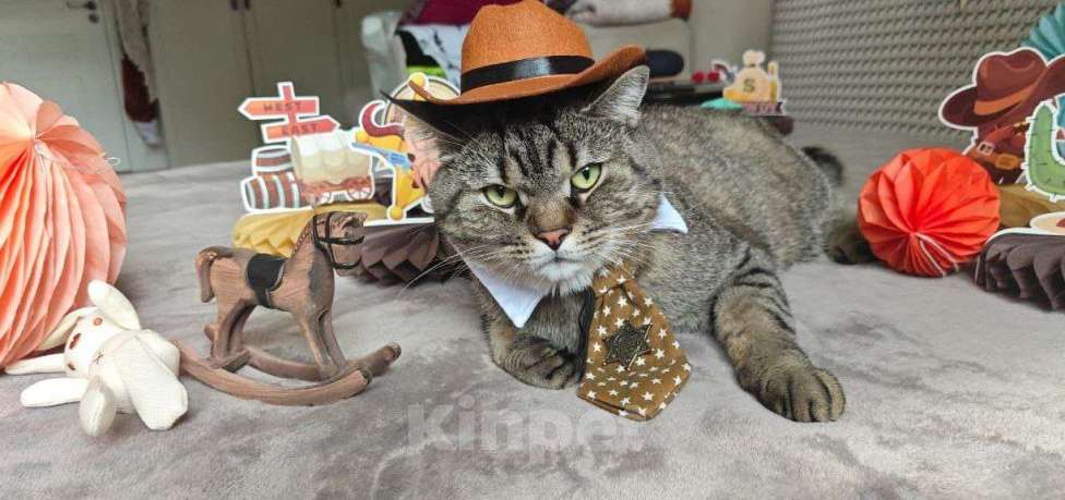 Кошки в Москве: Знакомьтесь, это Саня!  Мальчик, Бесплатно - фото 7