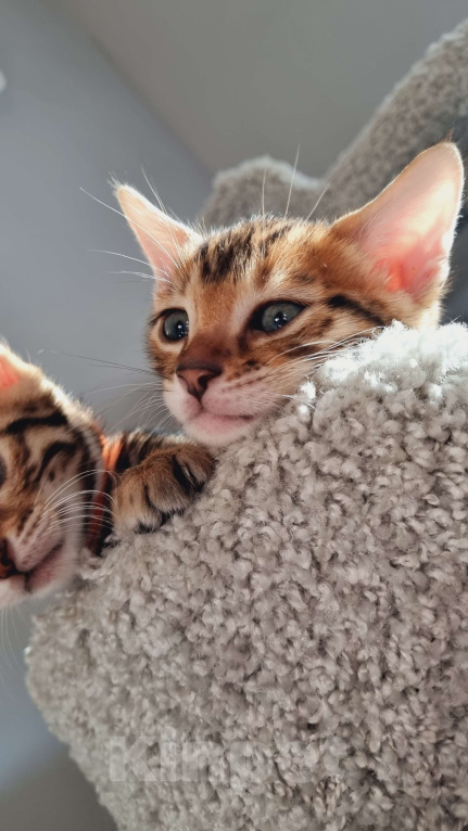 Кошки в Екатеринбурге: Honey Moon от TatiBro's - бенгальская кошечка Show - класса Девочка, 75 000 руб. - фото 3
