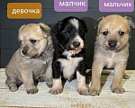 Собаки в Люберцах: Щенки Мальчик, 100 руб. - фото 3